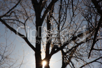 Tree branches covered with hoarfrost