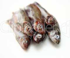 Capelin fish isolated on the white background