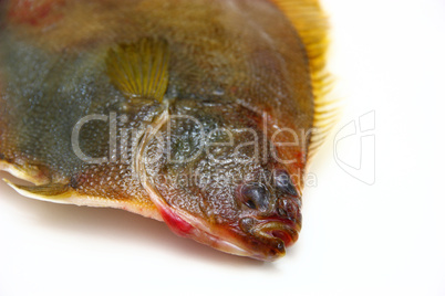 Fresh fishes flounder  on white background