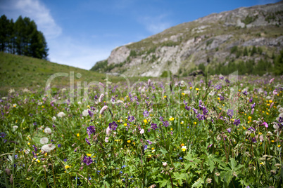 Alpenwiese