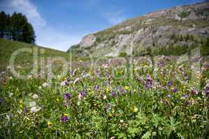 Alpenwiese