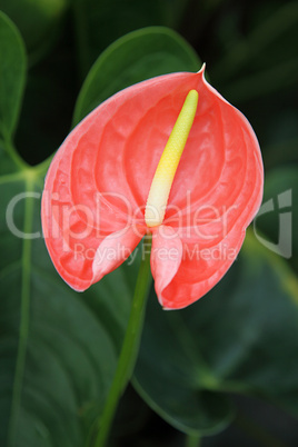 Flamingoblume (Anthurium)