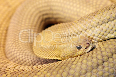 Basilisken-Klapperschlange (Crotalus basiliscus)