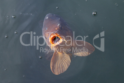 Karpfen (Cyprinus carpio)