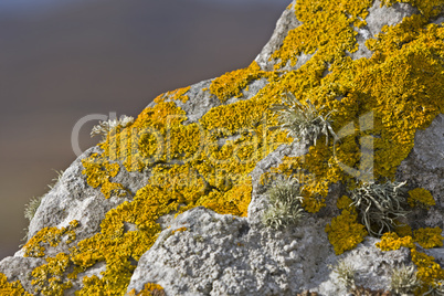 yellow lichen on stone