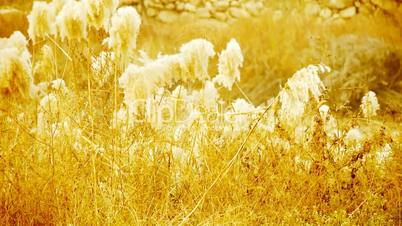 river reeds in wind,shaking wilderness,Hazy style.