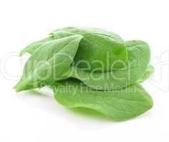 salad leaves