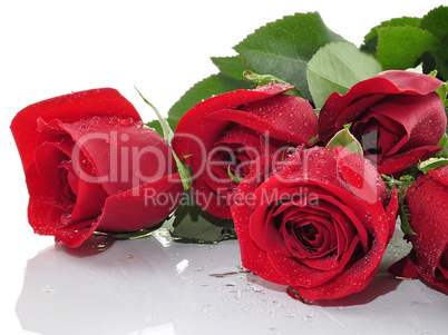 red roses