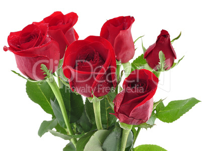 red roses