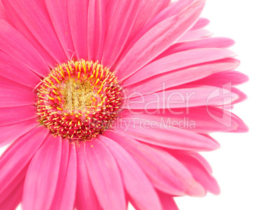 pink daisy