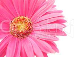 pink daisy