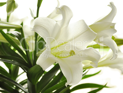 white lily