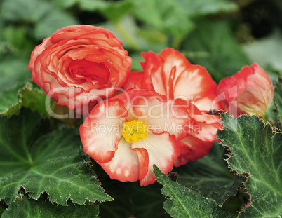 begonia