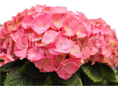 hortensia