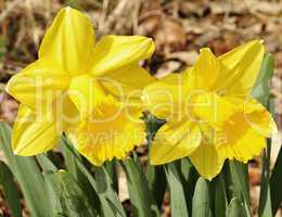 daffodil flowers