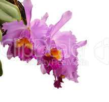 cattleya flowers