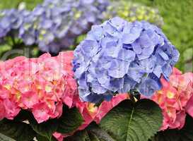 Hortensia