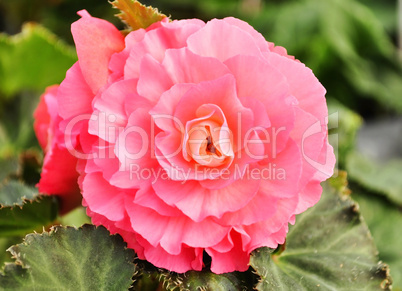 begonia