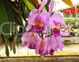 cattleya tropical flowers
