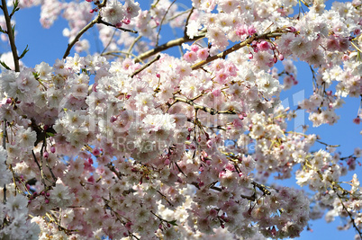 spring blossom