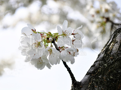 apple tree