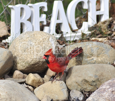 Northern Cardinal