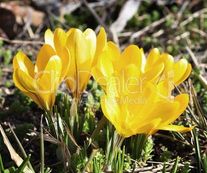 spring flowers