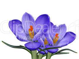 crocus flowers