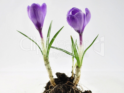 crocus flowers