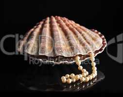 Pearls inside the shell