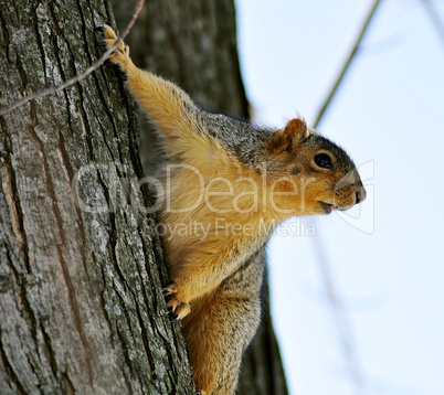 tree squirrel