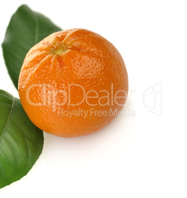 Orange Fruit