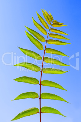 Leaf of Staghorn sumac