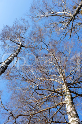 Tops of fall birch trees