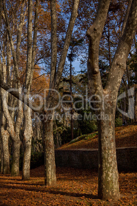 autumn at the park