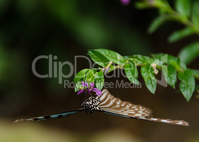 Blue butterfly, Ideopsis sp. from Japan