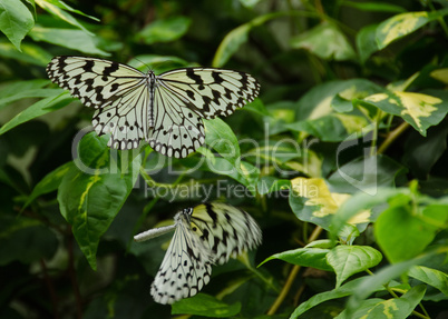 Large Tree Nymph butterfly, Idea leuconoe