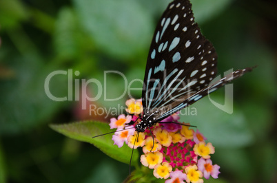 Blue butterfly, Ideopsis sp. from Japan