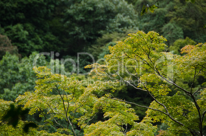 Forest canopy as seen from a mountain slope