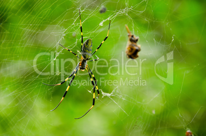 Spider, Nephila clavata