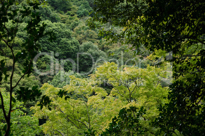 Forest canopy as seen from a mountain slope