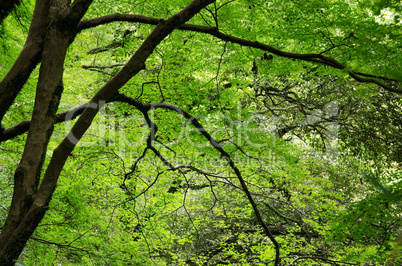 Japanese maple tree in summer