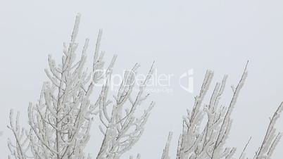 Branches of a tree in the snow, fog