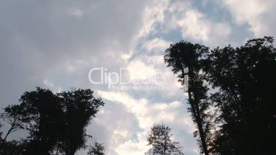 Clouds over forest