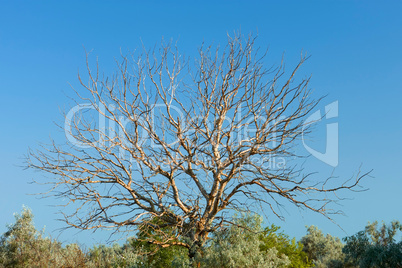 Old withered walnut tree