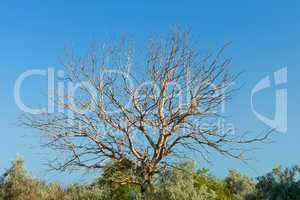 Old withered walnut tree