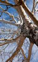 Vertical view up birch tree