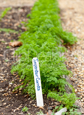 Imperator carrots in home garden