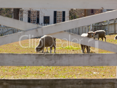 Sheep grazing behind fence