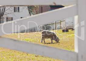 Sheep grazing behind fence